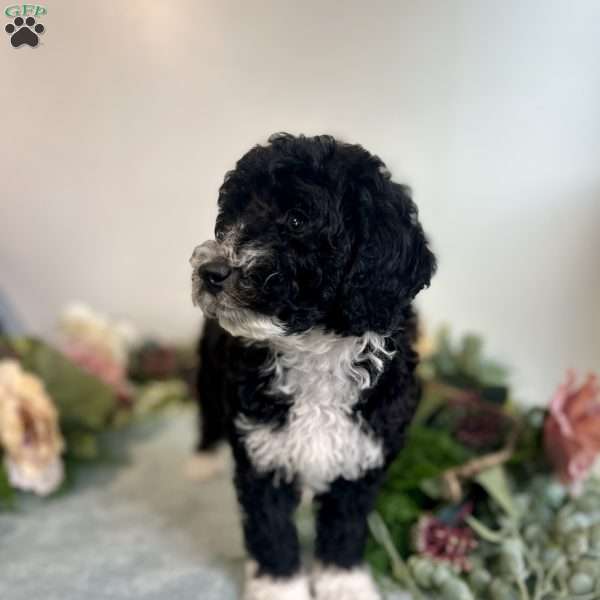 Diamond, Mini Bernedoodle Puppy